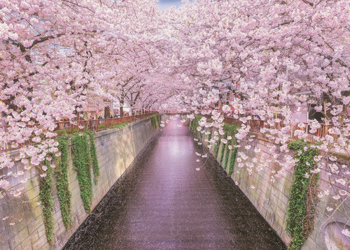 Epoch Jigsaw Puzzle 05-111 Meguro River Sakura Cherry Blossoms Japan (500 Pieces)
