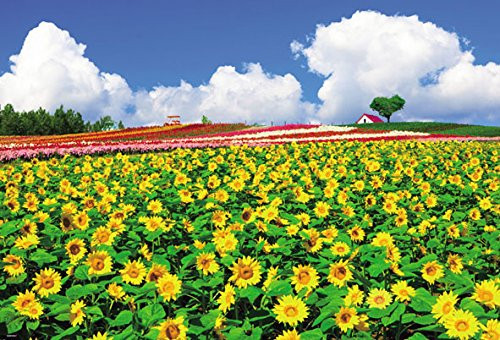 Beverly Jigsaw Puzzle 51-243 Sunflower Biei Hokkaido Japan (1000 Pieces)