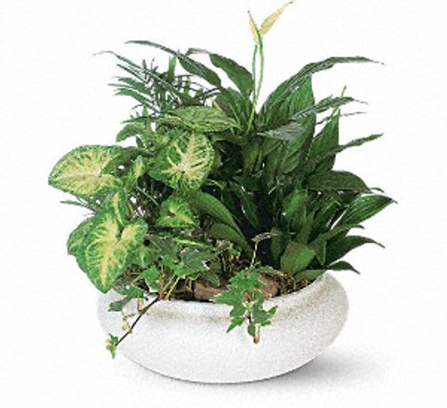 Medium Dish Garden Medium Dish Garden