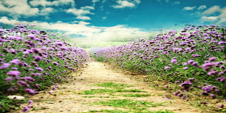 Flower Trail Wide Format Photo Pie