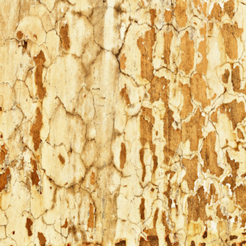 Cracked Sandy Grunge Floor