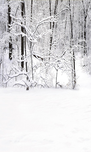 Snowy Forest Backdrop