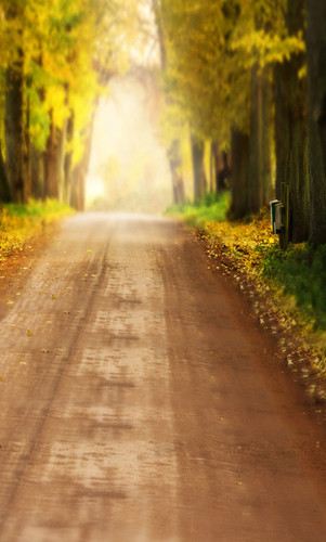 Fall Road Backdrop