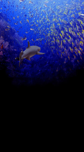 School of Fish Backdrop