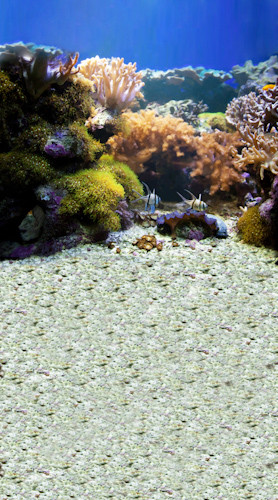 Coral Reef Backdrop