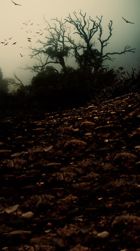 Desolate Woods Backdrop