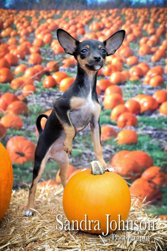 Pumpkins Galore Backdrop