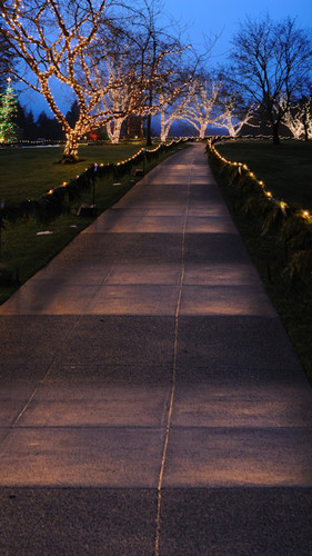 Magical Trees Backdrop