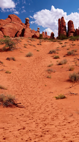 Western Trail Backdrop
