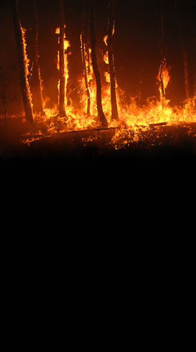 Burning Trees Backdrop