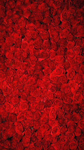 Bed of Roses Backdrop