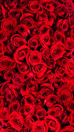 Bouquet of Roses Backdrop