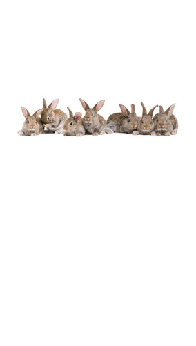 Bunnies Backdrop