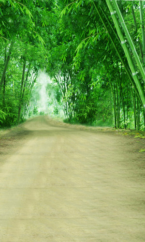 Bamboo Lined Road Backdrop