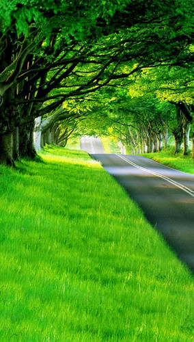 Grassy Green Road Backdrop