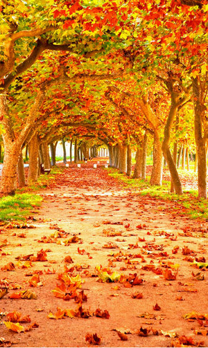 Fall Trail Backdrop