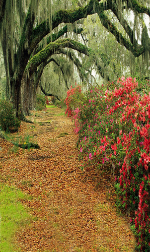 Mossy Lane Backdrop