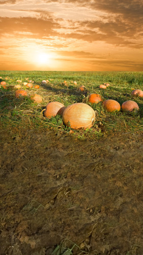 Pumpkin Sunrise Backdrop