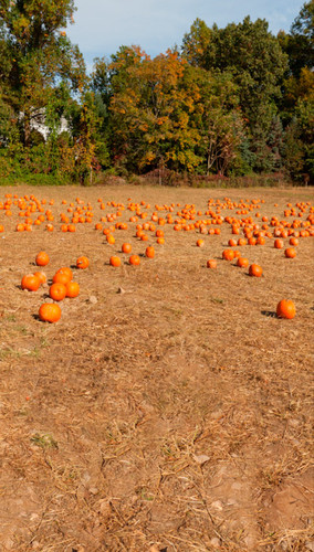 Pumpkin Patch Backdrop