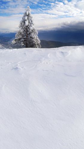 Mountaintop Christmas Backdrop