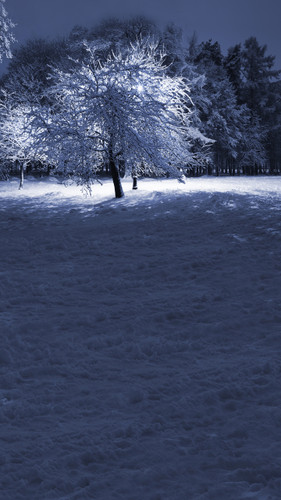 Winter Tree Backdrop