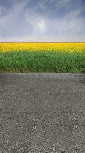 Yellow Flower Road Backdrop