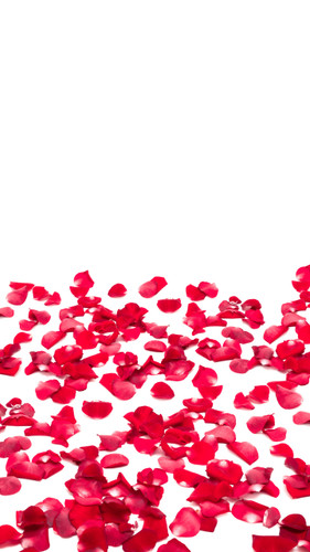 White Wall Rose Backdrop