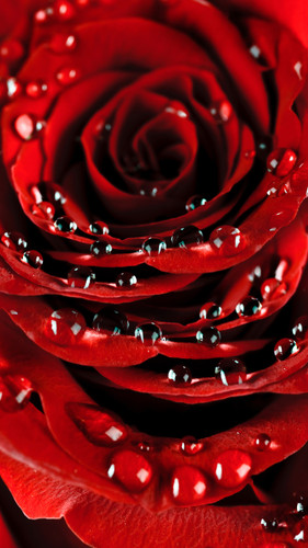 Water Beaded Rose Backdrop
