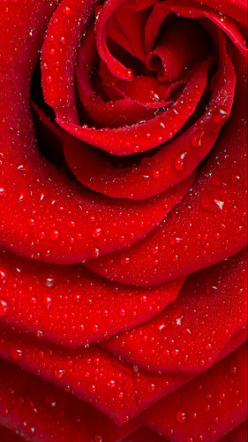 Giant Rose Backdrop