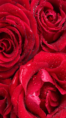 Triple Rose Backdrop