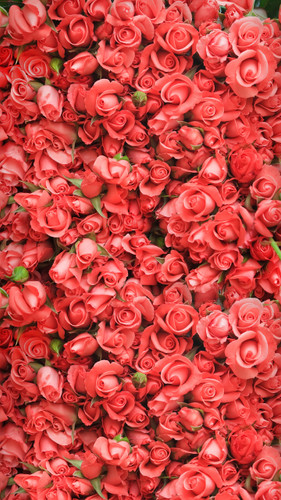 Pink Roses Backdrop