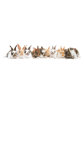 Bunnies Galore Backdrop