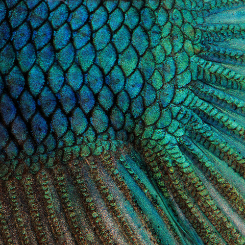Bird Feather Floor