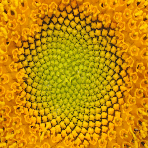 Flowering Floor