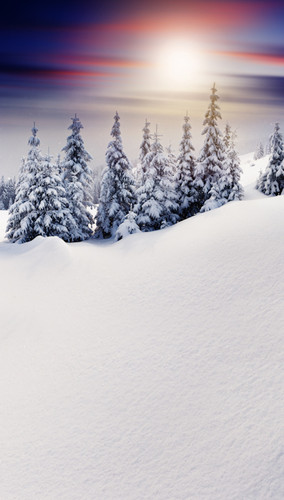 Sunset Snow Powdered Trees Backdrop