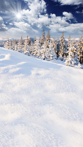 Snow Covered Pine Trees Backdrop