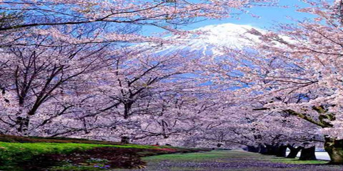 Cherry Blossom Trail Wide Format
