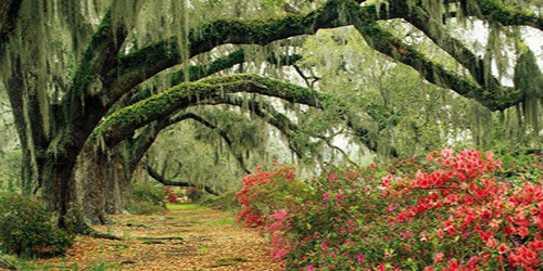 Mossy Lane Wide Format