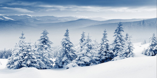 Snow Powdered Trees Wide Format