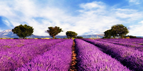 Lavender Fields Wide Format