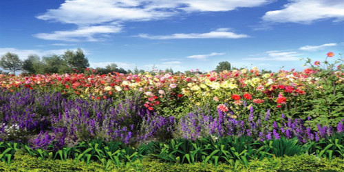 Flower Field Wide Format