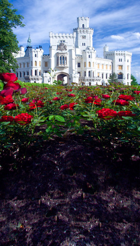 Castle of Roses Backdrop