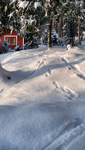 Footprints in the Snow Backdrop