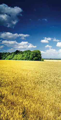 Amber Waves Left Backdrop