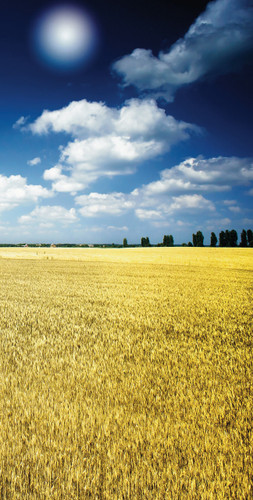 Amber Waves Right Backdrop