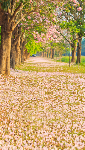 Trail of Love Backdrop