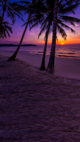 Purple Palm Sunset Backdrop