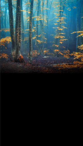 Blue Haze Forest Backdrop