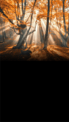 Orange Burst Forest Backdrop