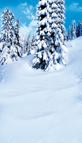 Snow Covered Trees Backdrop